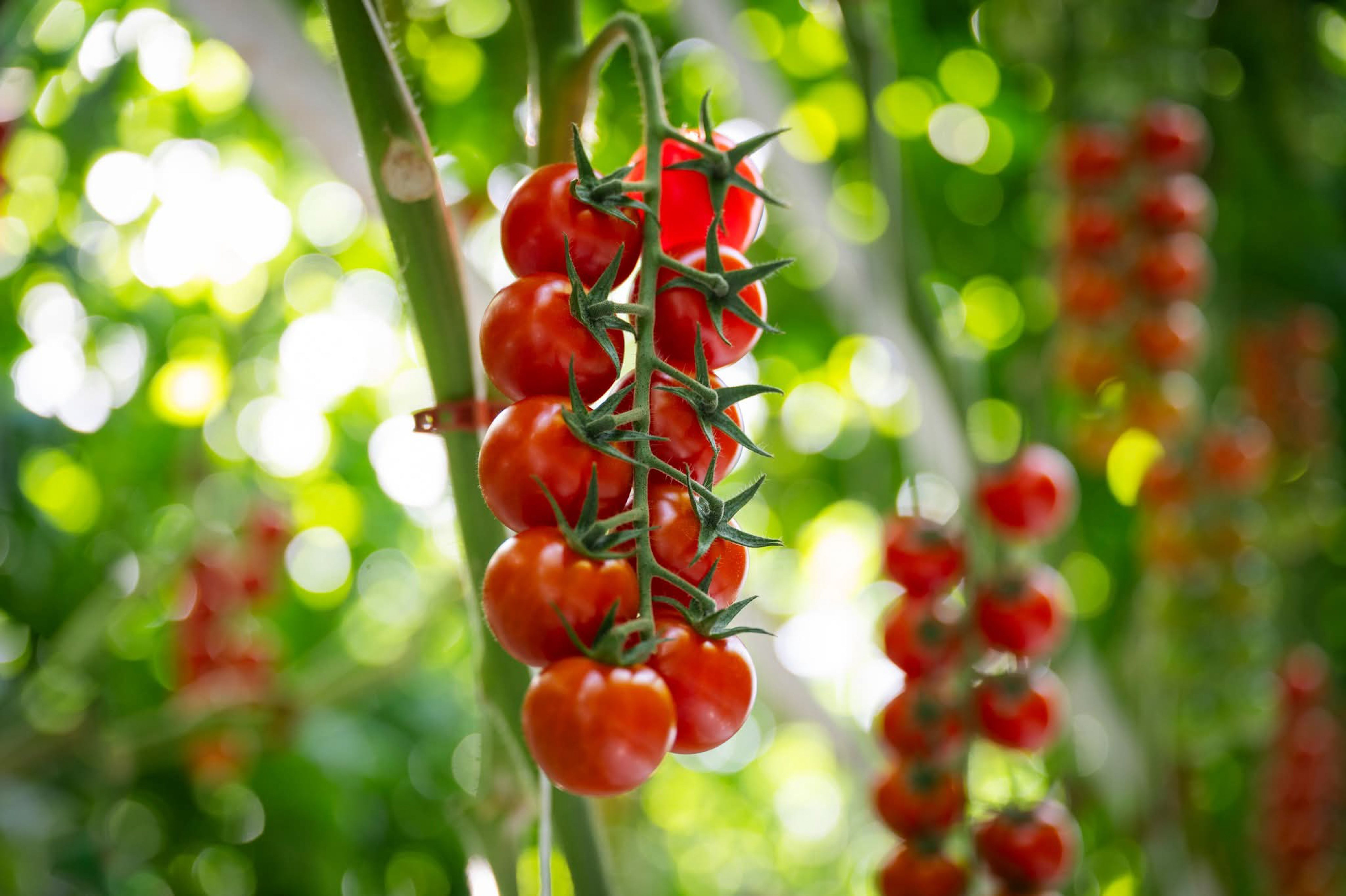 DAP 18-46-0 (50kg) — Agricultural Inputs supplied by SOZO Rwanda, shown in close-up field detail