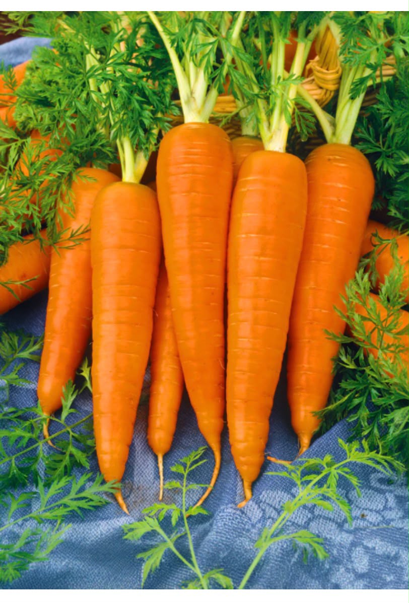 Carrot Nantes ideal red photo