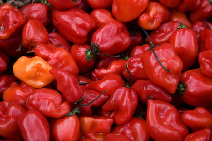 Habanero red 15010 F1 photo