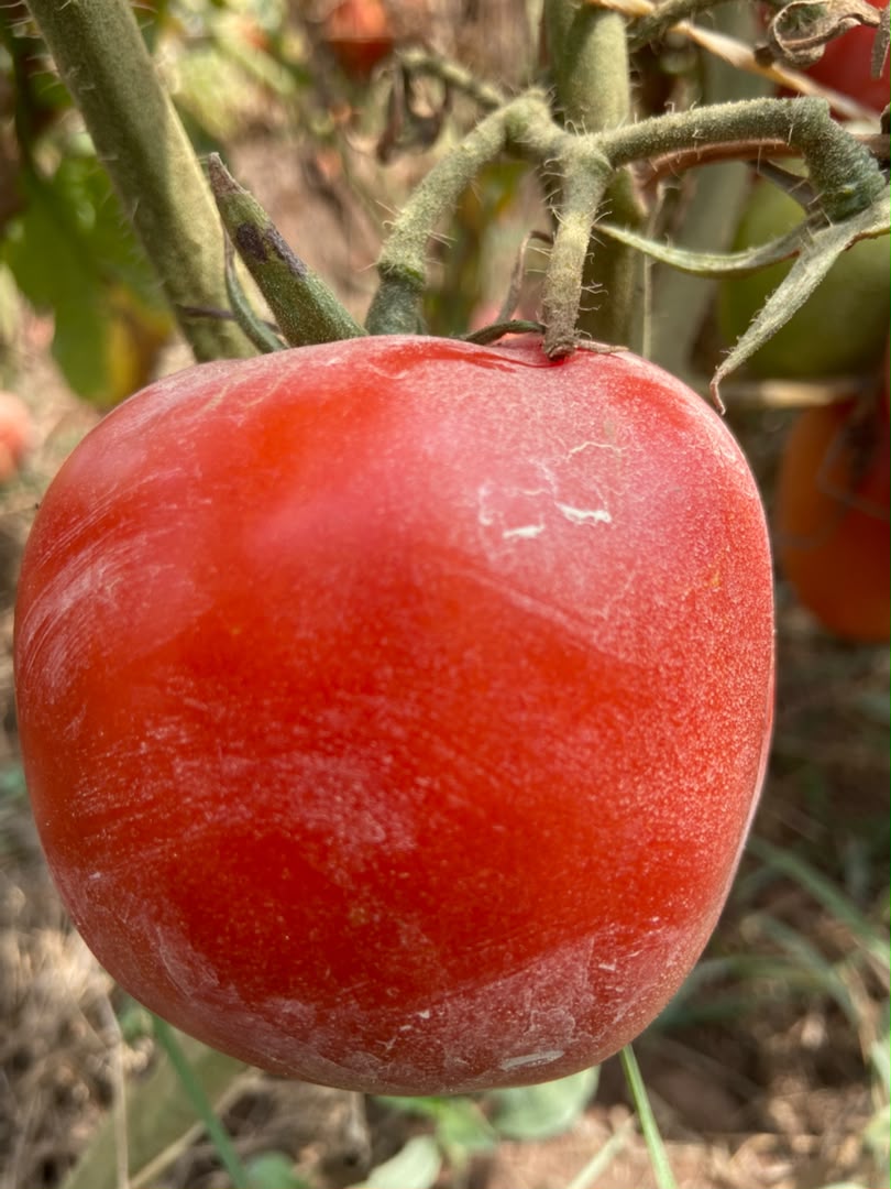 Rwiza F1 Hybrid Tomato Seed photo