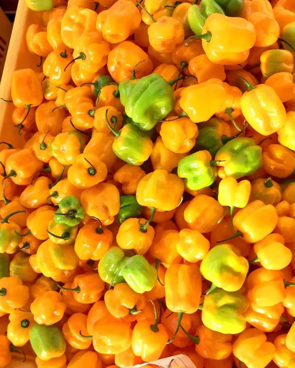 Habanero 200 f1 hybrid photo