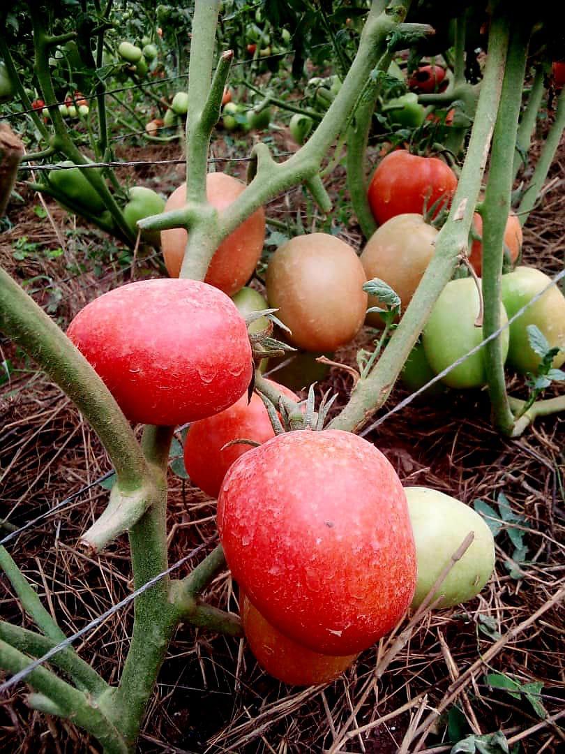Rwiza F1 Hybrid Tomato Seed photo