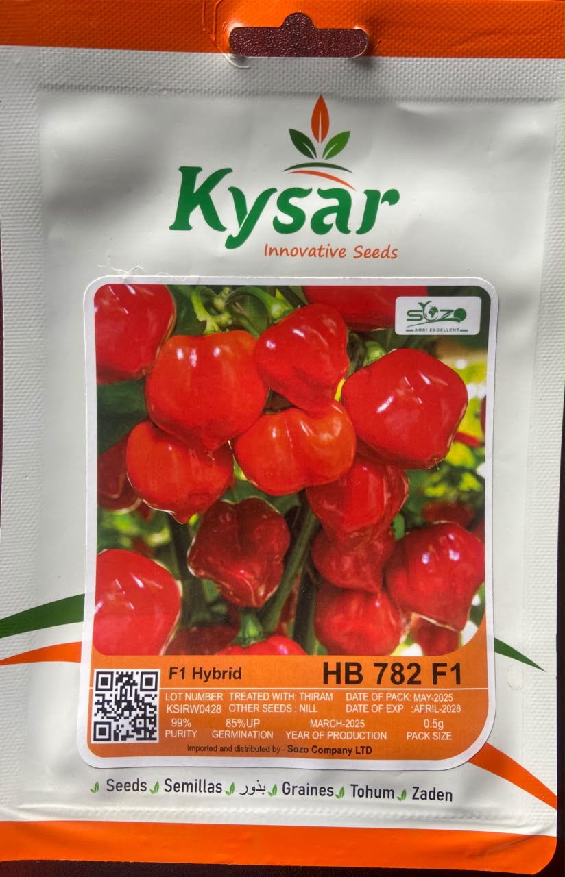 SOZO H628 Hybrid Maize Seed — Maize Seeds supplied by SOZO Rwanda, shown in close-up field detail