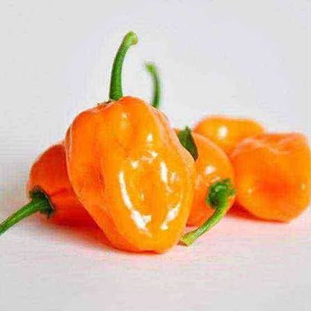 Habanero 200 f1 hybrid photo