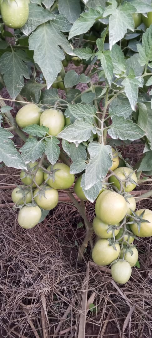 Rwiza F1 Hybrid Tomato Seed photo