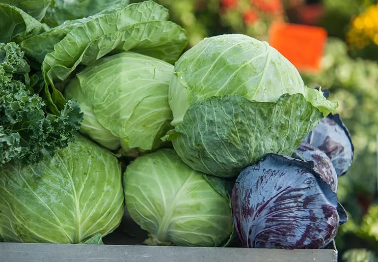 Cabbage Gloria F1 — Vegetable Seeds supplied by SOZO Rwanda, shown in close-up field detail