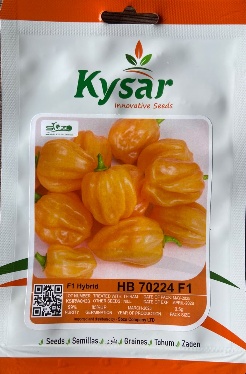 Nyiramutwe Tomato Seed (F1) — Vegetable Seeds supplied by SOZO Rwanda, shown in close-up field detail