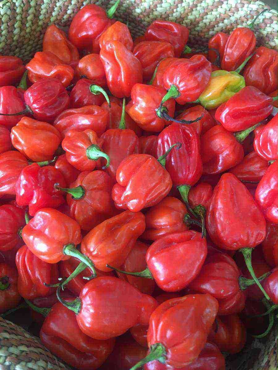 Habanero red 15010 F1 photo