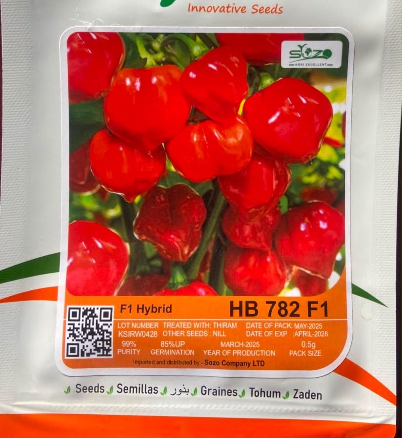 SOZO H628 Hybrid Maize Seed — Maize Seeds supplied by SOZO Rwanda, shown in close-up field detail