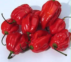 Habanero 94 f1 red hybrid photo