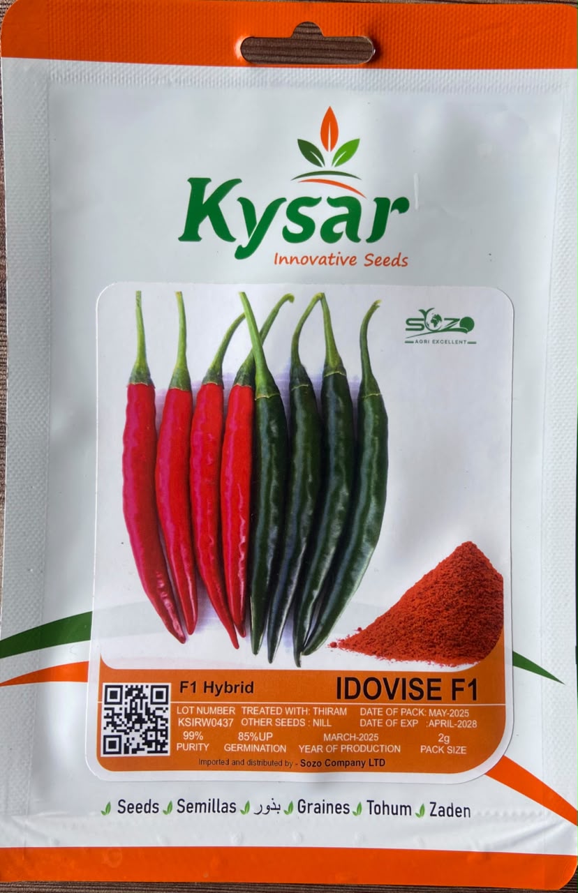 SOZO Quality Protein Maize QPM-77 — Maize Seeds supplied by SOZO Rwanda, shown in close-up field detail