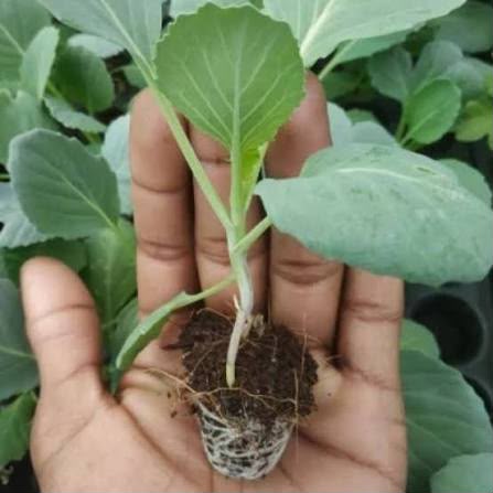 Cabbage Gloria F1 photo