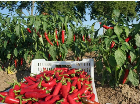 Habanero red 782 F1 photo