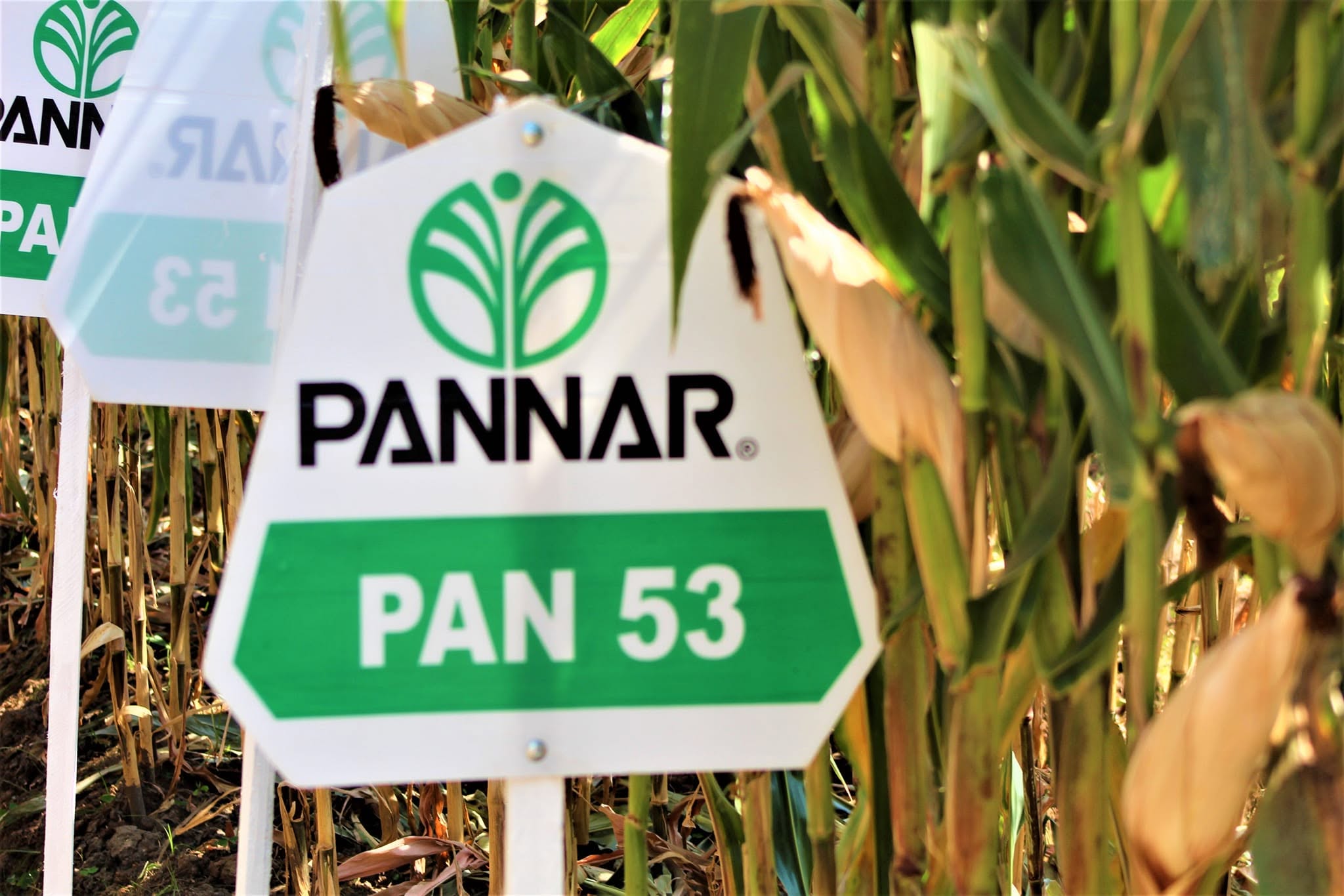 SOZO Quality Protein Maize QPM-77 — Maize Seeds supplied by SOZO Rwanda, shown in close-up field detail