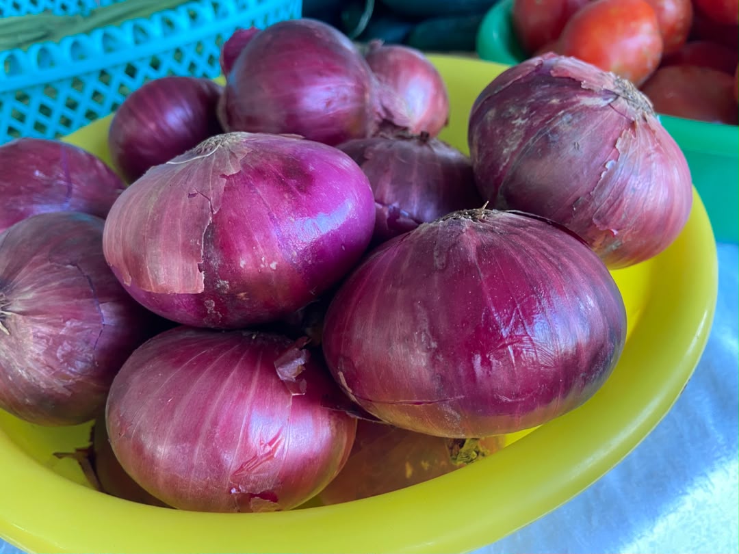 Onion Red creole photo