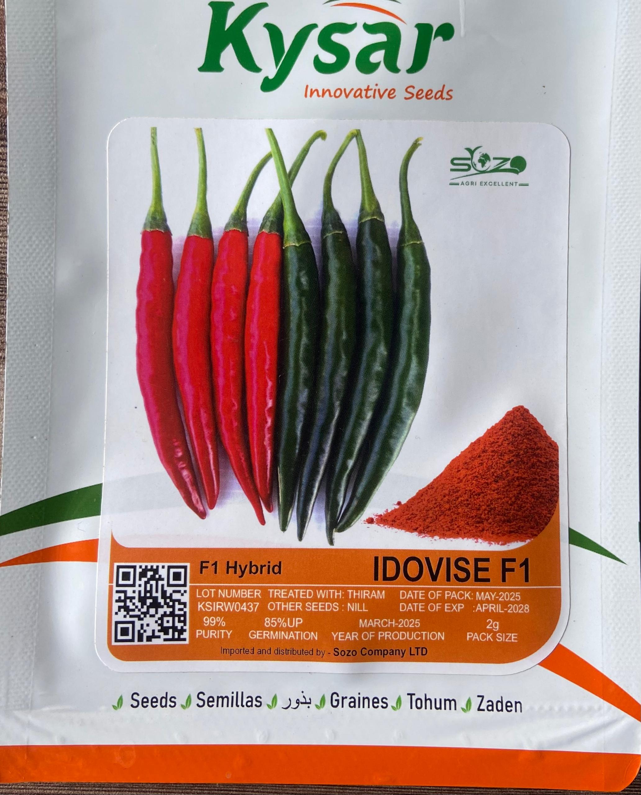 SOZO Quality Protein Maize QPM-77 — Maize Seeds supplied by SOZO Rwanda, shown in close-up field detail