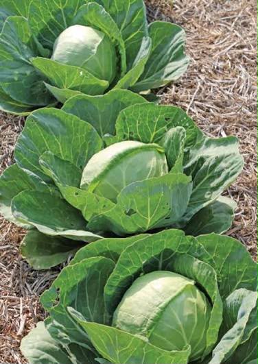 Cabbage Gloria F1 photo