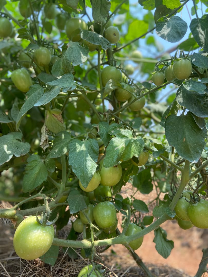 Rwiza F1 Hybrid Tomato Seed photo