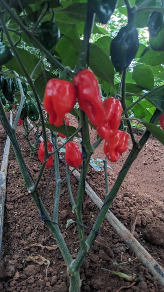 Habanero 94 f1 red hybrid photo