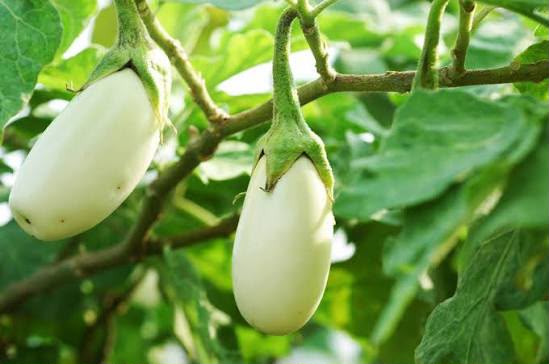 African white Eggplant photo