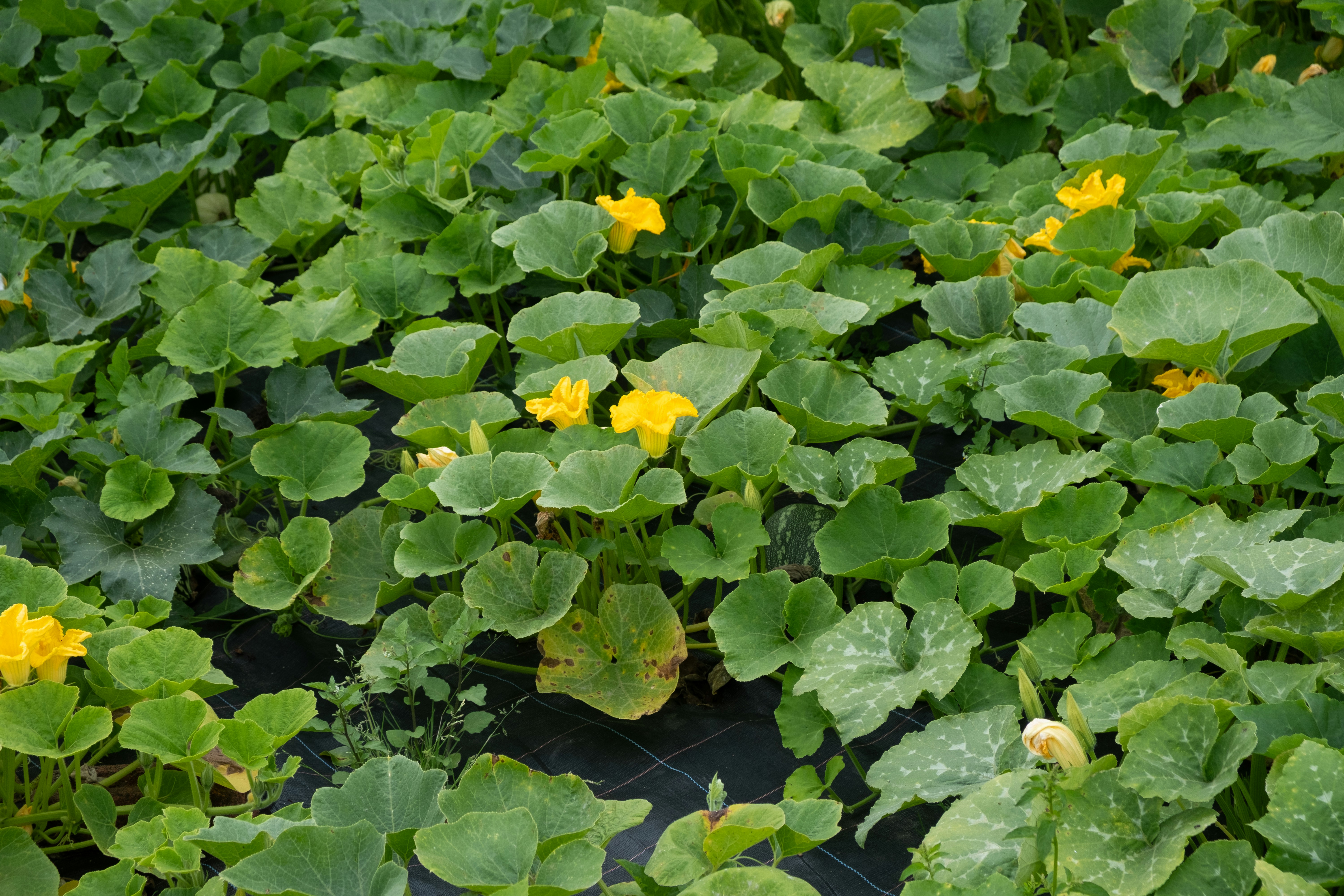 French Bean Amy — Vegetable Seeds supplied by SOZO Rwanda, shown in close-up field detail