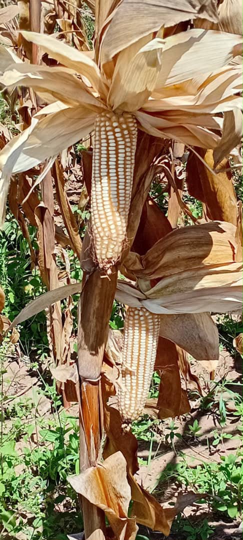 SOZO H403 Highland Maize — Maize Seeds supplied by SOZO Rwanda, shown in close-up field detail