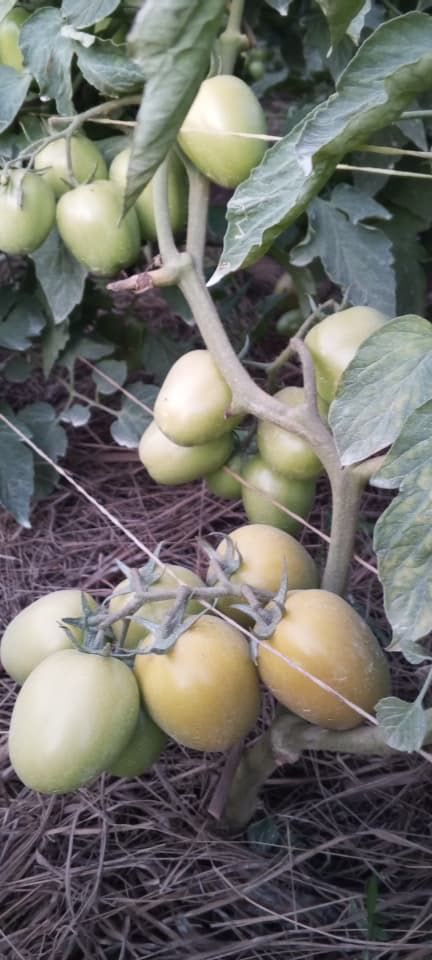 Rwiza F1 Hybrid Tomato Seed photo