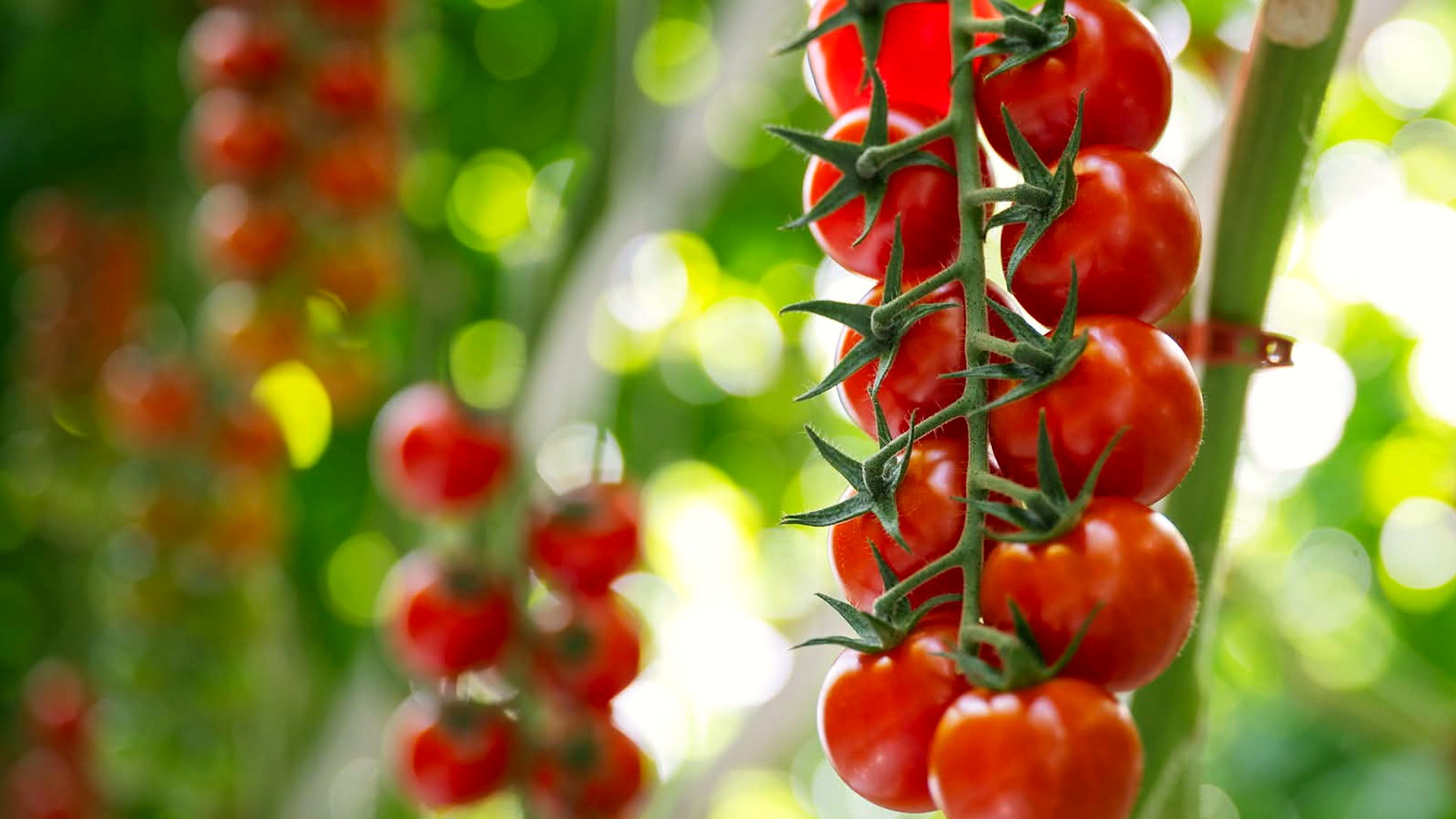 From Seed to Market
