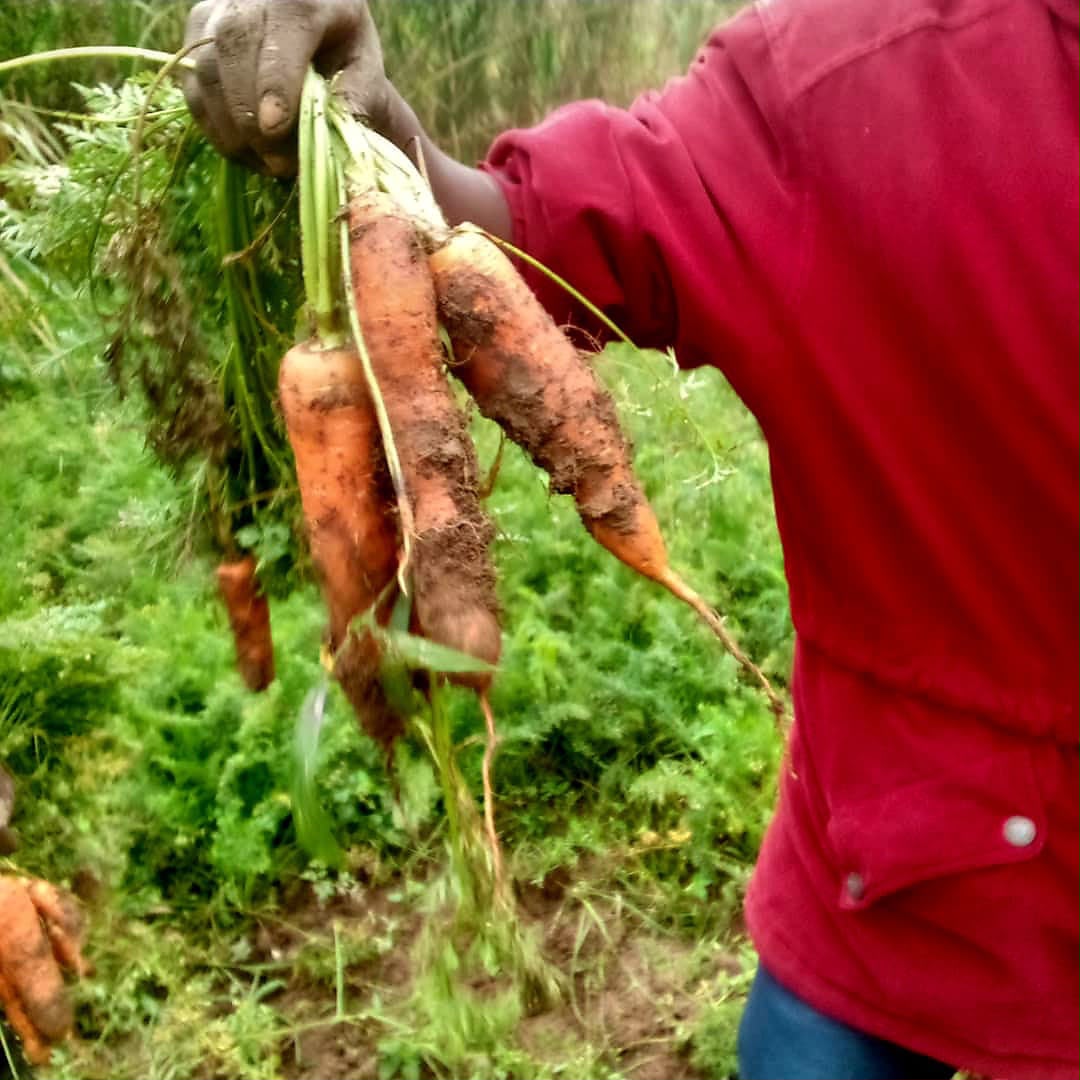 Carrots Grown for Quality