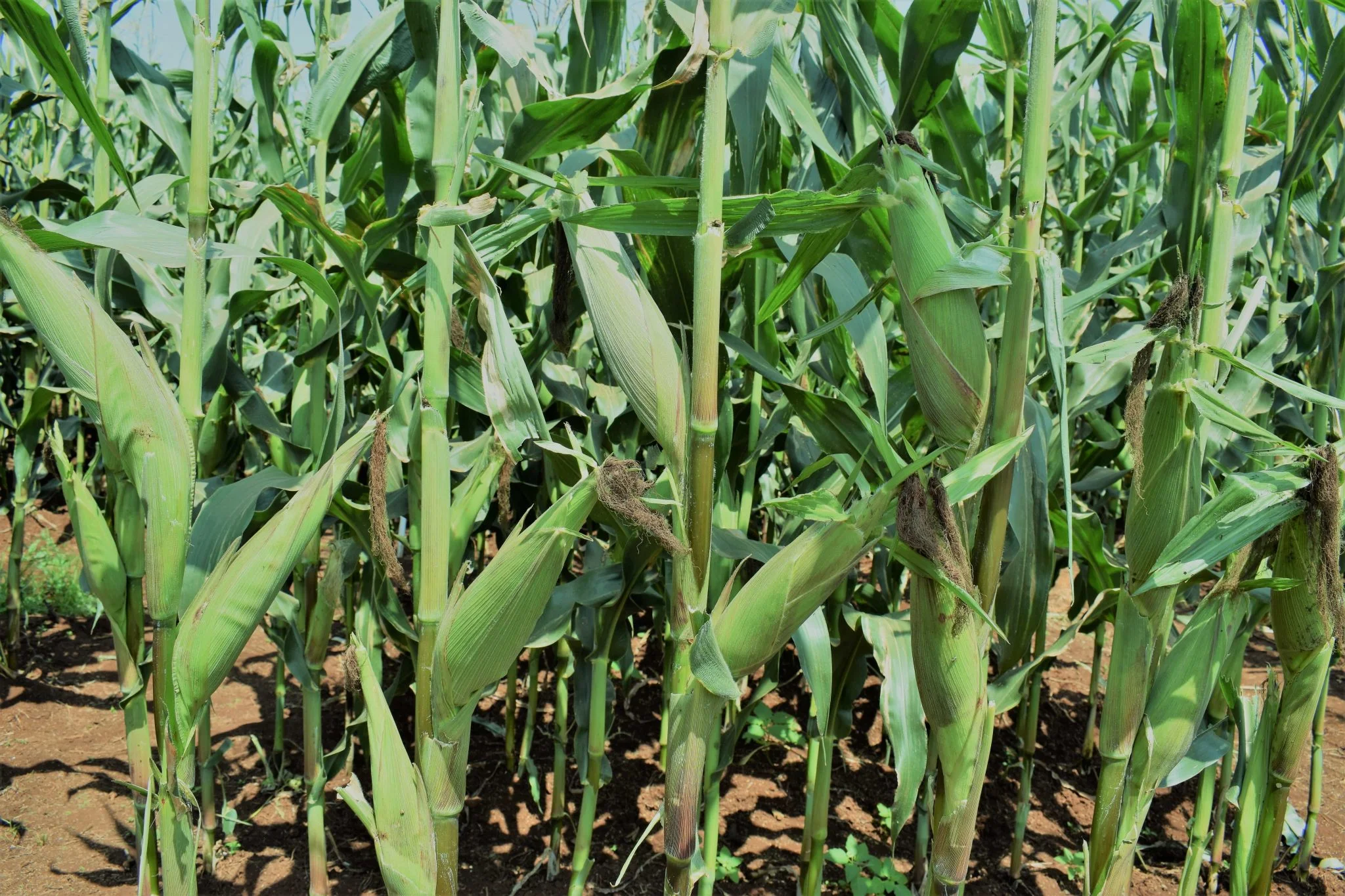 Best Maize Seed