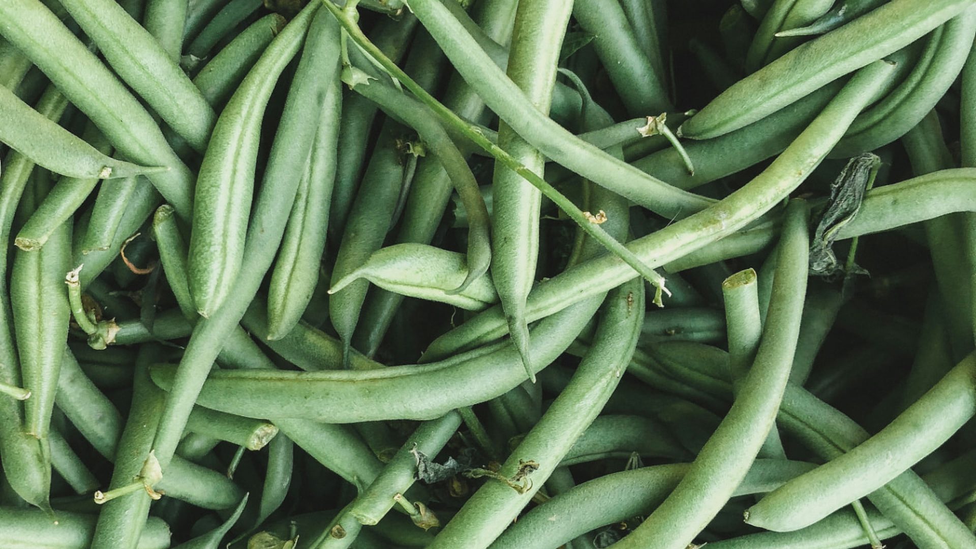Beans for Food Security