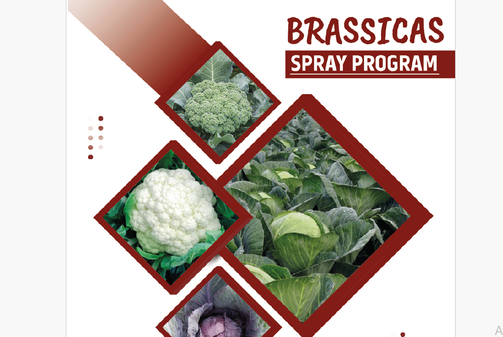 Mastering Brassica Care: A Mobile-Friendly Spray Program Guide