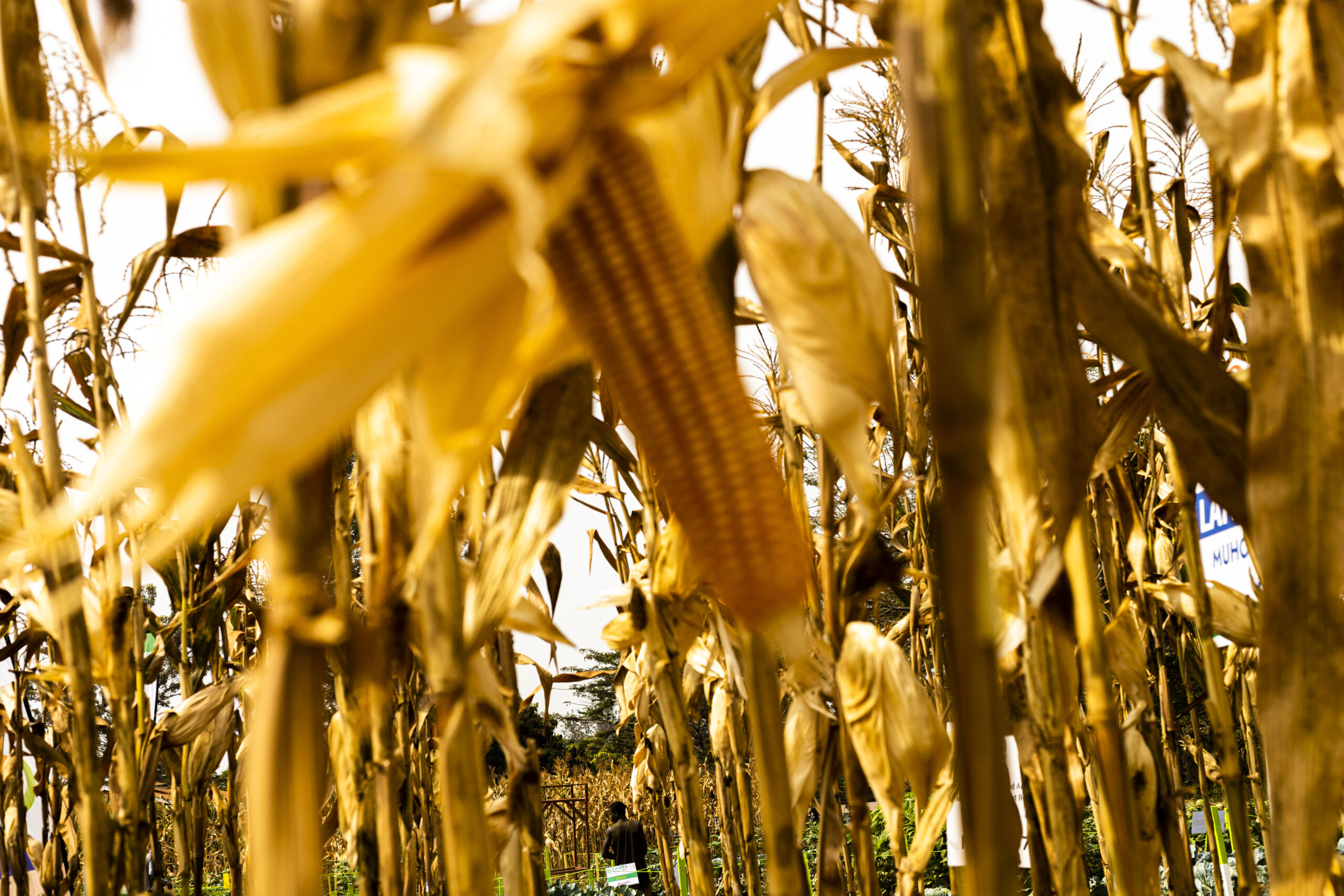 Empowering Farmers with High-Quality Improved Seeds for Better Yields