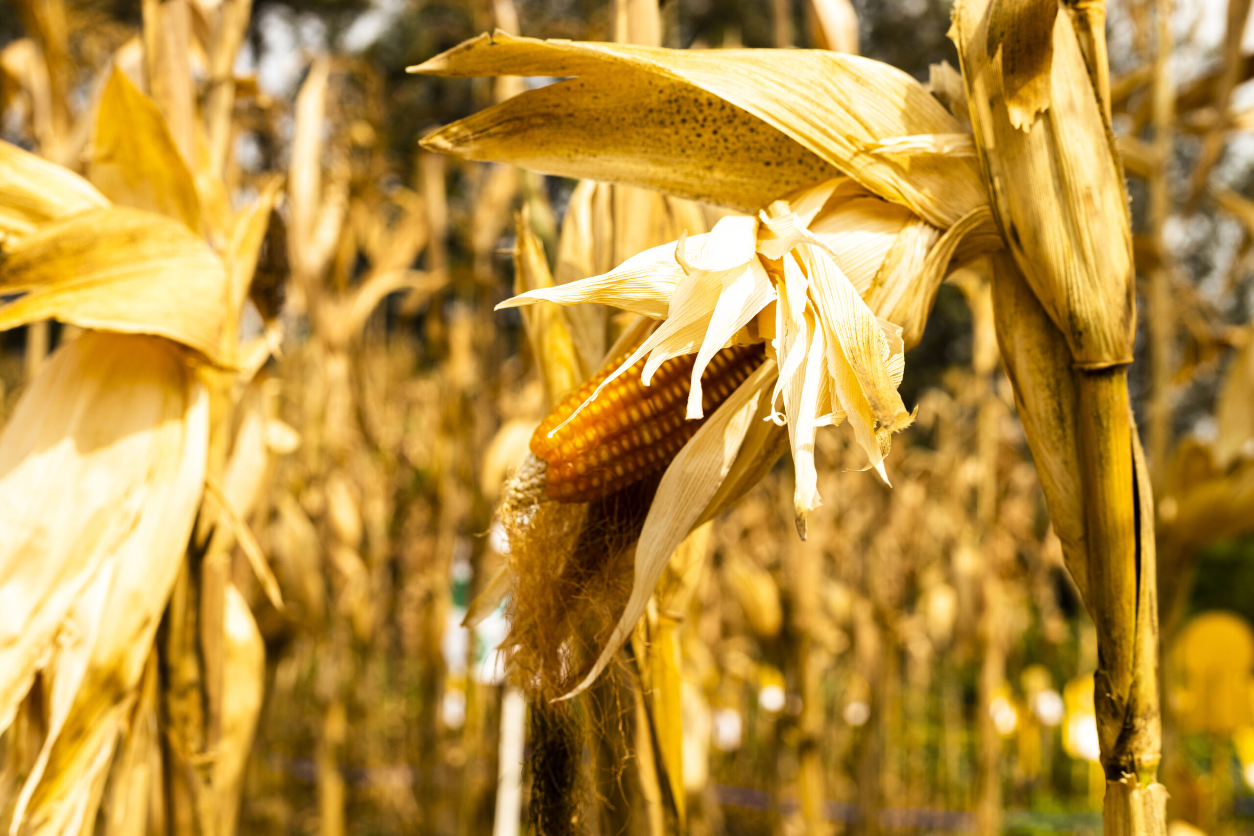 Transforming Agriculture Through Farmer Training and Education