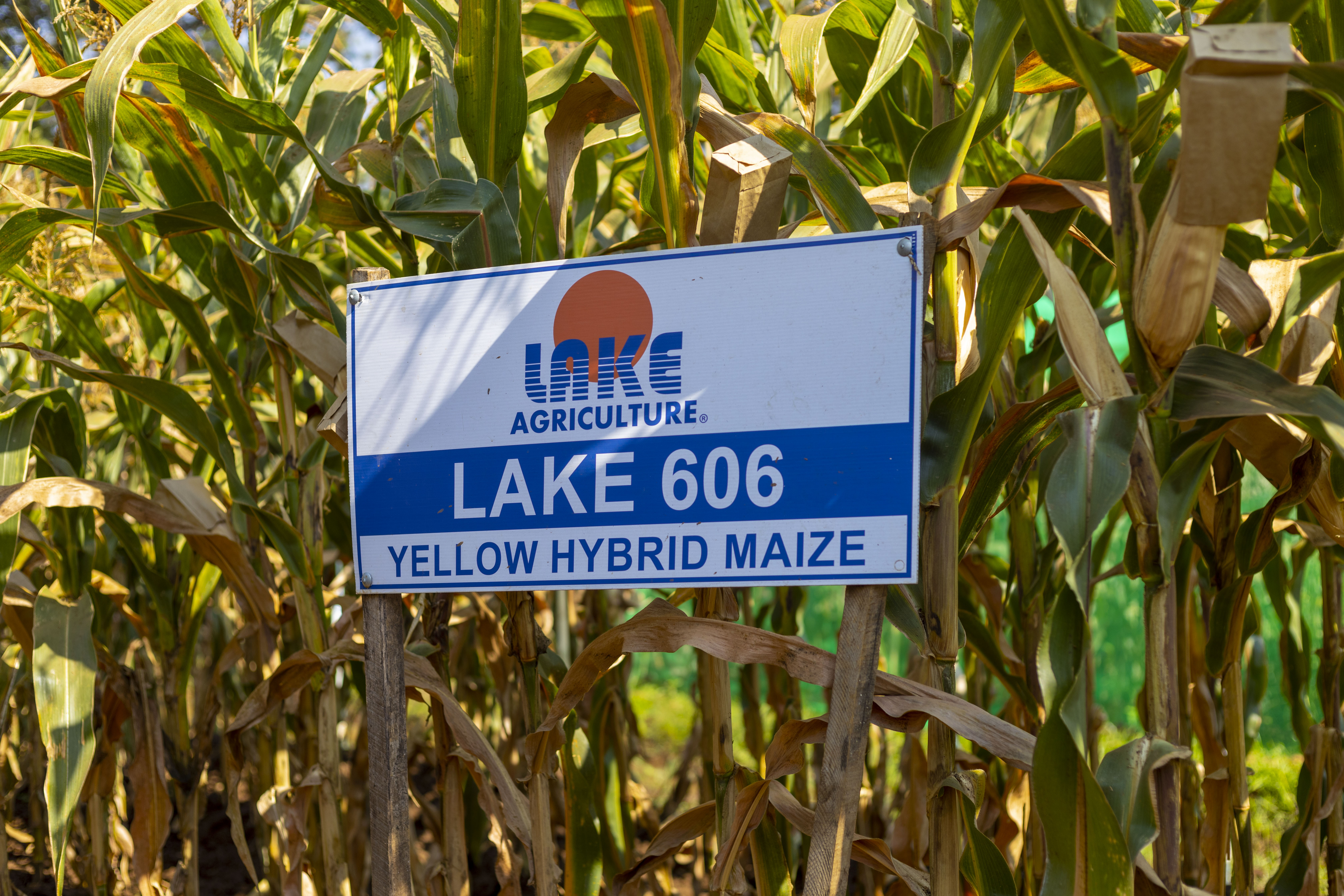 Maize Lake 606 Seeds: Boost Your Harvest with Superior Maize Varieties