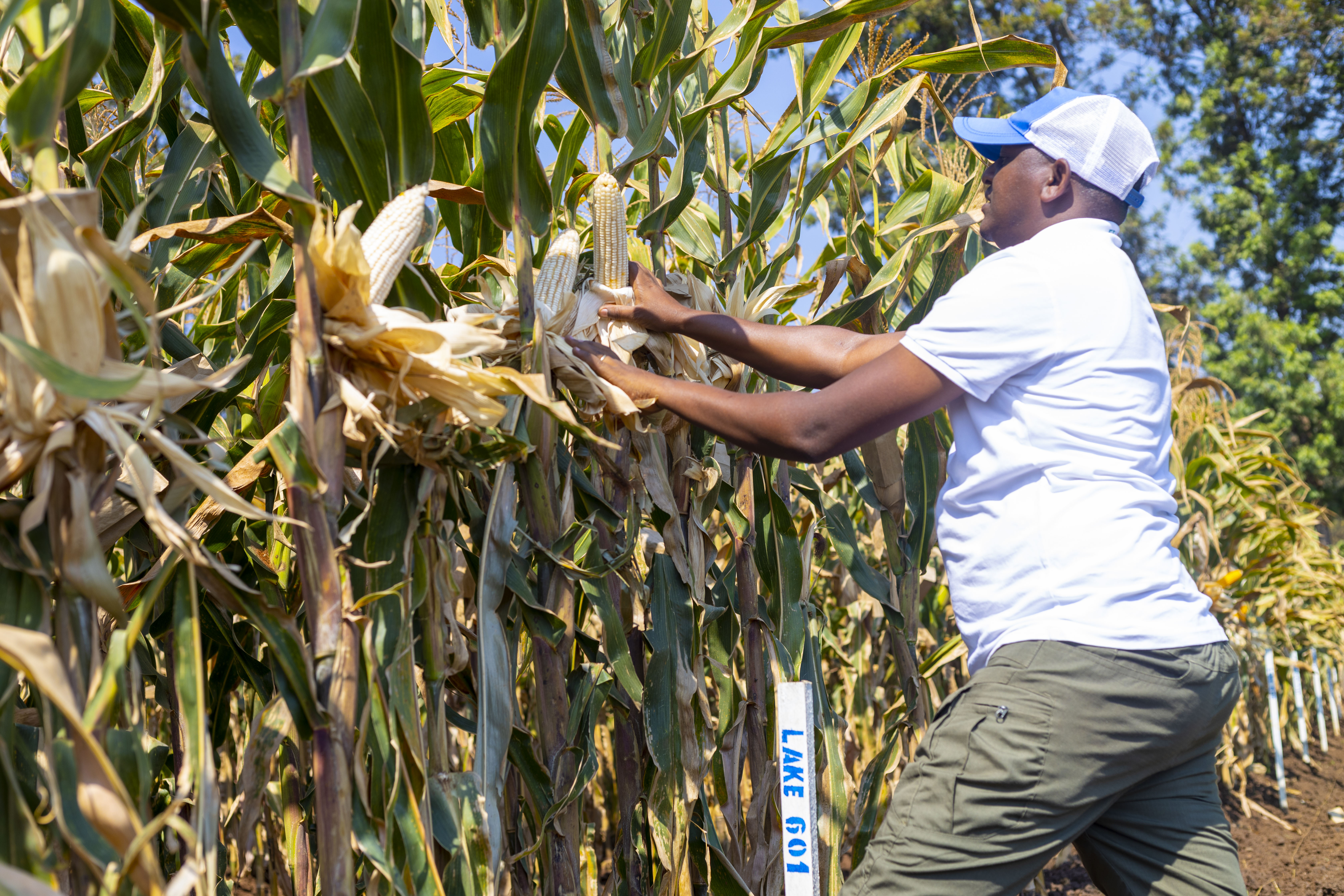 Discover Sozo Company Ltd’s Demo Plots in Mulindi: A Hub for Agricultural Innovation